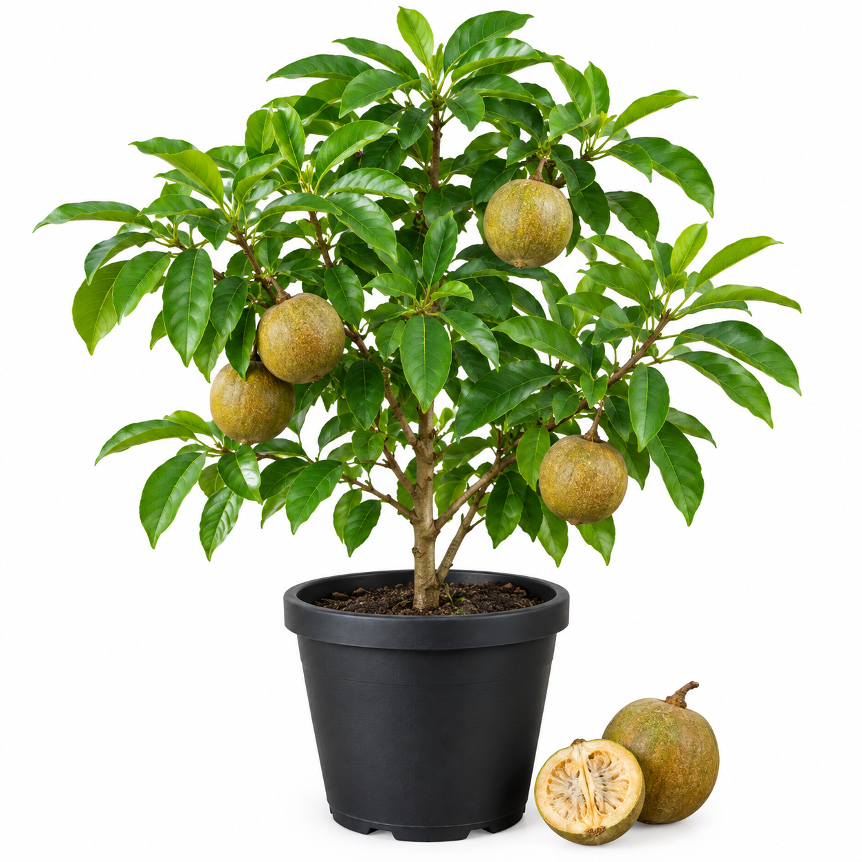 কদবেল
