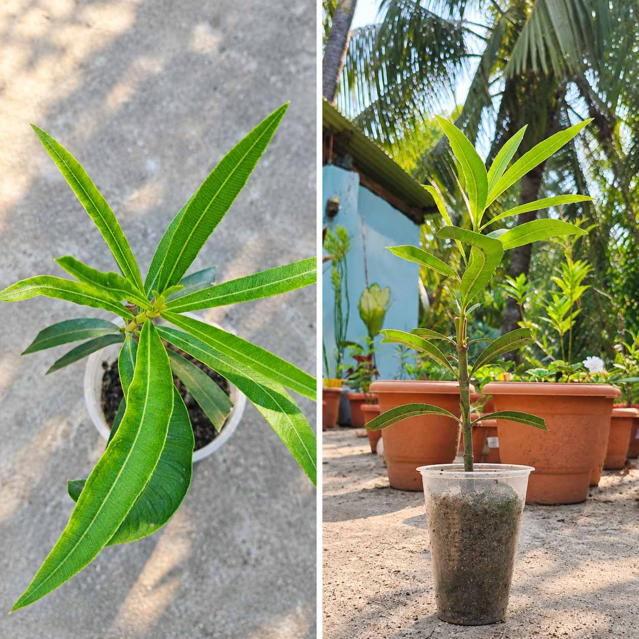 করবী - Image 4