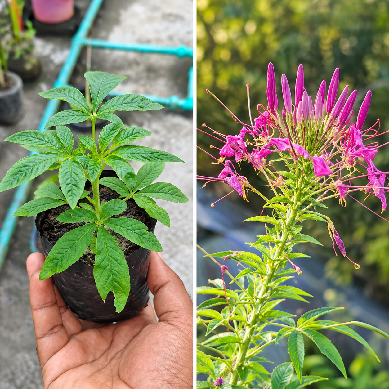 স্পাইডার ফুল - Image 4