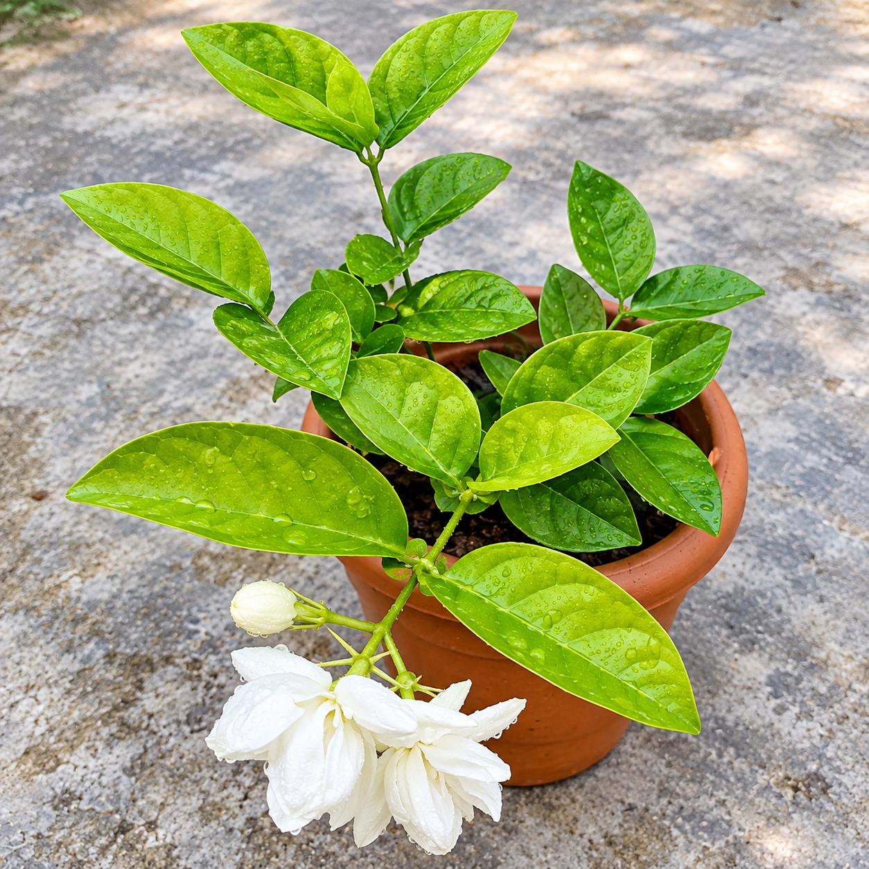 দেশী বেলী - Image 3