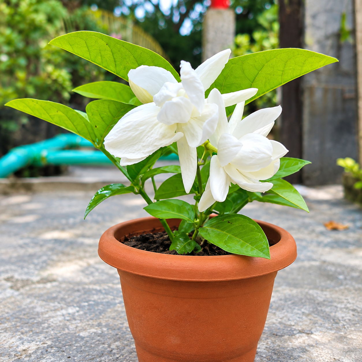 দেশী বেলী - Image 5